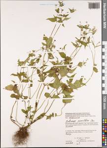 Galinsoga parviflora Cav., South Asia, South Asia (Asia outside ex-Soviet states and Mongolia) (ASIA) (Vietnam)