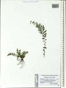 Asplenium incisum Thunb., Siberia, Russian Far East (S6) (Russia)