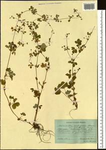 Potentilla centigrana Maxim., Siberia, Russian Far East (S6) (Russia)