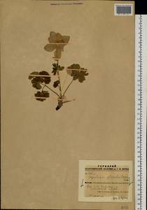 Aquilegia glandulosa Fisch., Siberia, Altai & Sayany Mountains (S2) (Russia)