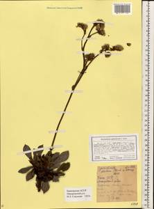 Goniolimon speciosum (L.) Boiss., Eastern Europe, Eastern region (E10) (Russia)