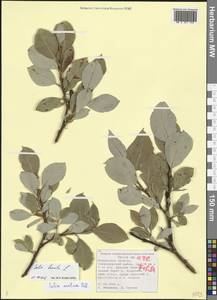 Salix arctica Pall., Eastern Europe, Northern region (E1) (Russia)