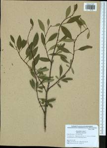 Prunus tenella Batsch, Eastern Europe, Central region (E4) (Russia)