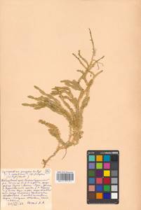 Spinulum annotinum subsp. annotinum, Siberia, Russian Far East (S6) (Russia)