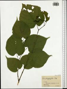 Tilia platyphyllos Scop., Eastern Europe, Central region (E4) (Russia)