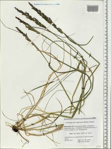 Calamagrostis lapponica (Wahlenb.) Hartm., Eastern Europe, Northern region (E1) (Russia)