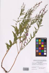 Lythrum virgatum L., Eastern Europe, Lower Volga region (E9) (Russia)