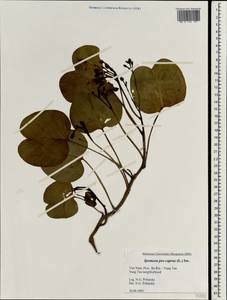 Ipomoea pes-caprae (L.) R. Br., South Asia, South Asia (Asia outside ex-Soviet states and Mongolia) (ASIA) (Vietnam)