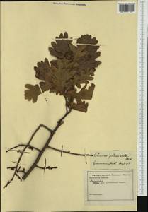 Quercus robur subsp. pedunculiflora (K.Koch) Menitsky, Western Europe (EUR)