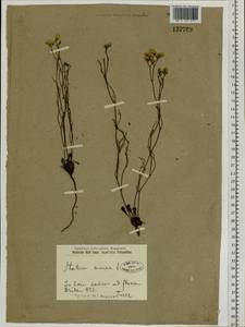 Limonium aureum (L.) Chaz., Siberia, Baikal & Transbaikal region (S4) (Russia)
