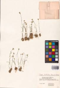 Gagea bulbifera (Pall.) Salisb., Eastern Europe, Lower Volga region (E9) (Russia)