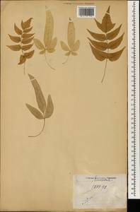 Pteris cretica L., South Asia, South Asia (Asia outside ex-Soviet states and Mongolia) (ASIA) (Japan)