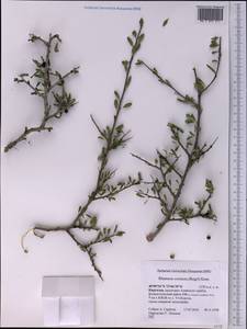 Rhamnus integrifolia DC., Middle Asia, Pamir & Pamiro-Alai (M2) (Kyrgyzstan)