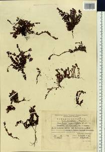 Saxifraga oppositifolia L., Siberia, Baikal & Transbaikal region (S4) (Russia)