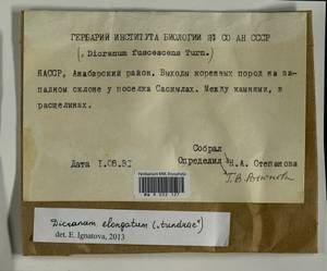 Dicranum elongatum Schleich. ex Schwägr., Bryophytes, Bryophytes - Yakutia (B19) (Russia)