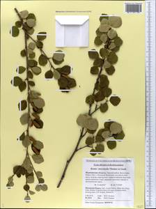 Betula intermedia (Hartm.) E.Thomas ex Gaudin, Eastern Europe, Northern region (E1) (Russia)