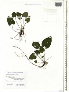 Viola alba subsp. dehnhardtii (Ten.) W. Becker, Caucasus, Krasnodar Krai & Adygea (K1a) (Russia)