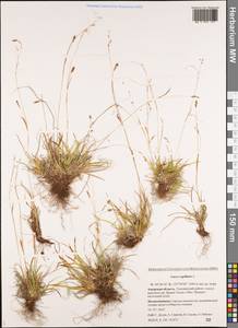 Carex capillaris L., Siberia, Russian Far East (S6) (Russia)