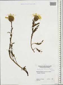 Centaurea cheiranthifolia Willd., Caucasus, Stavropol Krai, Karachay-Cherkessia & Kabardino-Balkaria (K1b) (Russia)