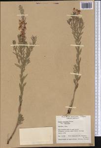 Oenothera suffrutescens (Ser.) W. L. Wagner & Hoch, America (AMER) (Canada)
