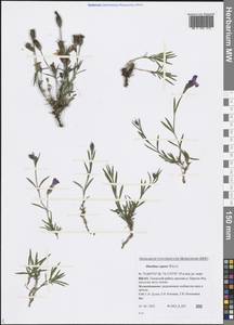 Dianthus repens Willd., Siberia, Western Siberia (S1) (Russia)