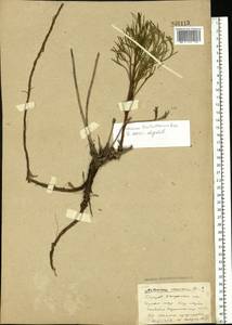 Artemisia arenaria DC., Eastern Europe, South Ukrainian region (E12) (Ukraine)