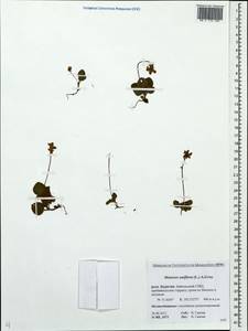 Moneses uniflora (L.) A. Gray, Siberia, Baikal & Transbaikal region (S4) (Russia)