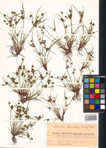 Cyperus hamulosus M.Bieb., Eastern Europe, Lower Volga region (E9) (Russia)