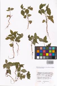 Parthenocissus quinquefolia (L.) Planch., Eastern Europe, Moscow region (E4a) (Russia)