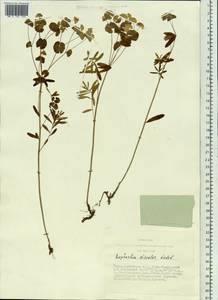 Euphorbia esula subsp. esula, Siberia, Altai & Sayany Mountains (S2) (Russia)