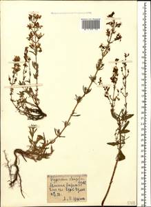 Hypericum elongatum Ledeb., Caucasus, Armenia (K5) (Armenia)