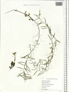 Erucastrum gallicum (Willd.) O. E. Schulz, Eastern Europe, Central forest-and-steppe region (E6) (Russia)