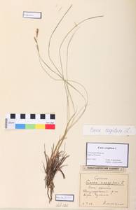 Carex cespitosa L., Siberia, Western Siberia (S1) (Russia)