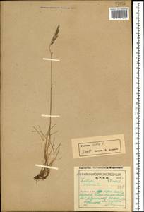 Festuca rubra L., Eastern Europe, Northern region (E1) (Russia)