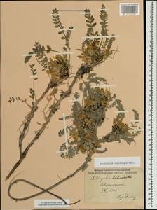 Astragalus rupifragus Pall., Crimea (KRYM) (Russia)
