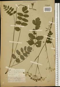 Pimpinella saxifraga L., Eastern Europe, Middle Volga region (E8) (Russia)