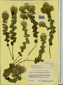 Origanum rotundifolium Boiss., Caucasus, Georgia (K4) (Georgia)