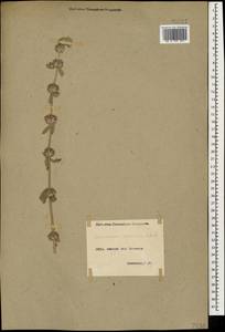 Marrubium persicum C.A.Mey., Caucasus, Armenia (K5) (Armenia)