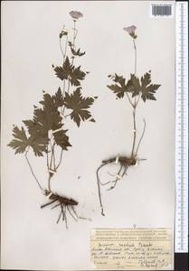 Geranium rectum Trautv., Middle Asia, Northern & Central Tian Shan (M4) (Kazakhstan)