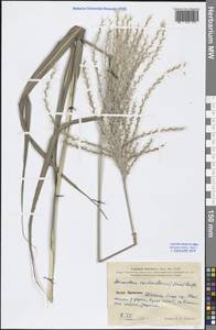 Miscanthus sacchariflorus (Maxim.) Benth. & Hook.f. ex Franch., South Asia, South Asia (Asia outside ex-Soviet states and Mongolia) (ASIA) (China)