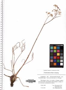 Ferula tatarica Fisch. ex Spreng., Eastern Europe, Middle Volga region (E8) (Russia)
