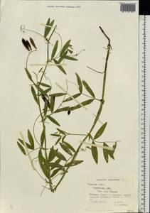 Lathyrus palustris L., Eastern Europe, North-Western region (E2) (Russia)