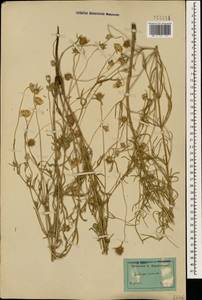 Lomelosia argentea (L.) Greuter & Burdet, Caucasus, Dagestan (K2) (Russia)