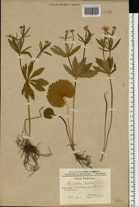 Ranunculus cassubicus L., Eastern Europe, South Ukrainian region (E12) (Ukraine)