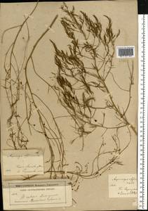 Asparagus officinalis L., Eastern Europe, Moscow region (E4a) (Russia)