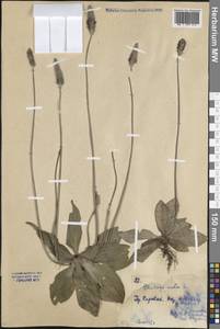 Plantago media L., Eastern Europe, Northern region (E1) (Russia)