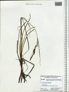 Carex aquatilis Wahlenb., Siberia, Central Siberia (S3) (Russia)