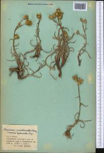 Cousinia pseudomollis C. Winkl., Middle Asia, Pamir & Pamiro-Alai (M2) (Tajikistan)