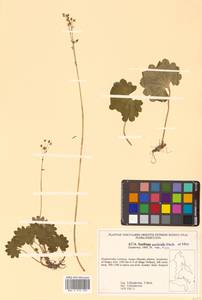 Micranthes nelsoniana subsp. aestivalis (Fisch. & C. A. Mey.) Elven & D. F. Murray, Siberia, Russian Far East (S6) (Russia)