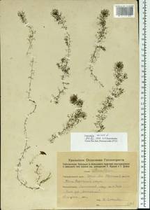 Utricularia minor L., Eastern Europe, Eastern region (E10) (Russia)